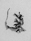 blaaswier (fucus vesiculosus) 9-2014 3951-